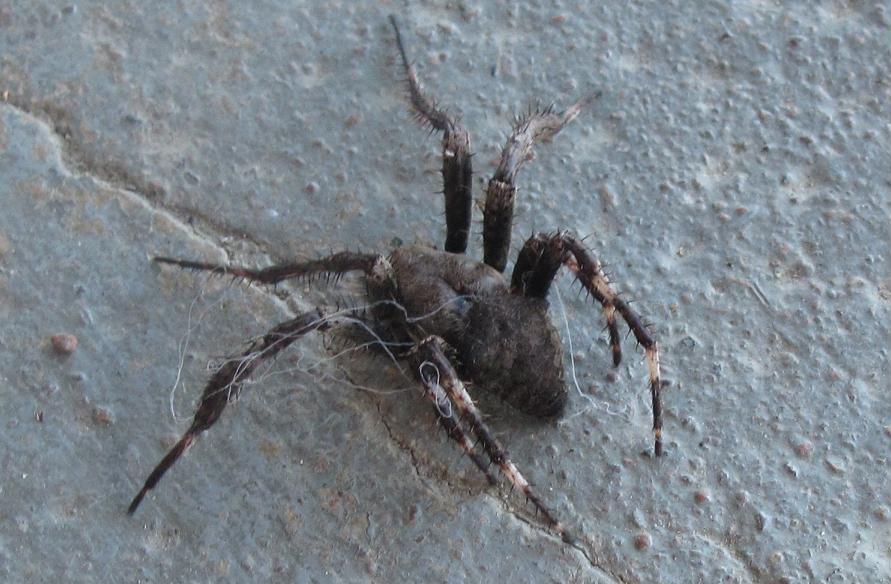 Araneus sp. (A. circe o A. angulatus)